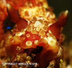 closer.... Taken in Ponta Do Ouro Mozambique by Adrian Slack 
